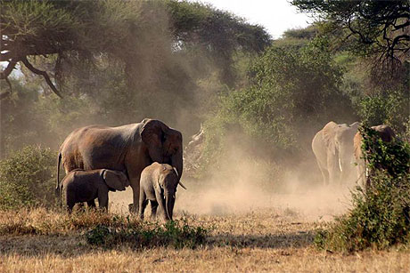 El�phant