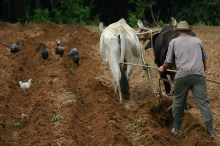 labour � Cuba