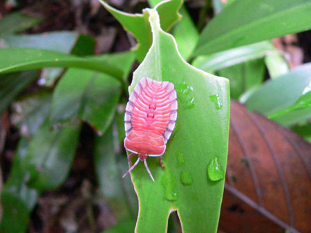 Insecte