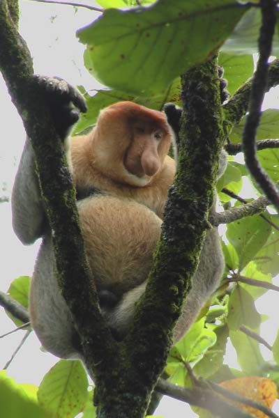Singe nasique