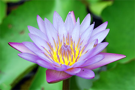 N�nuphar de brousse