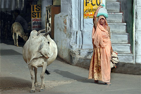 La vache et la femme