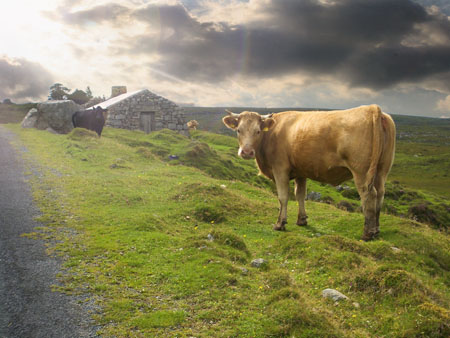 Bovins libres au Connemara