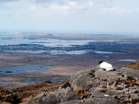 mouton d'Irlande au Mont Errisberg