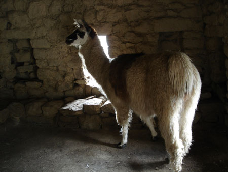 lama