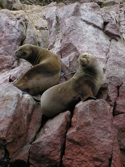 Otaries