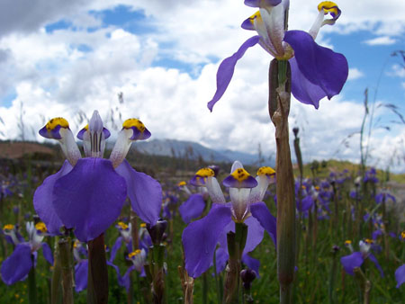 Iris inca
