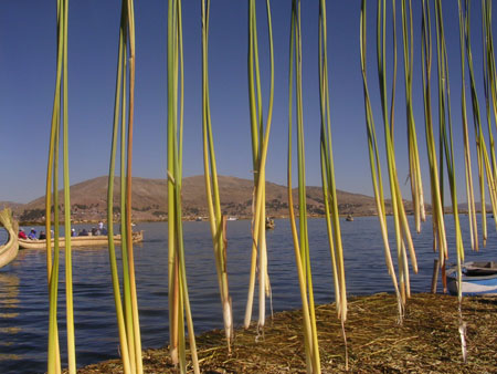Sur une �le flottante du Lac Titicaca