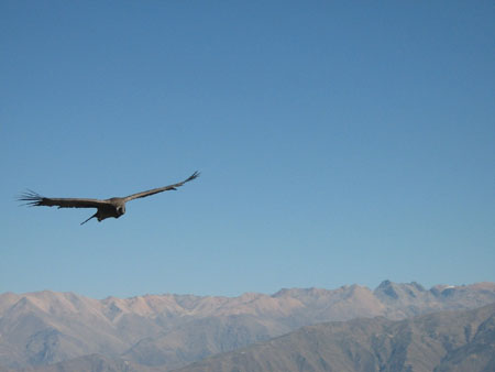 Vol de condor