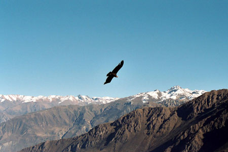 Condor sur la Cordilli�re