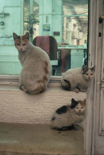 Chats Turcs