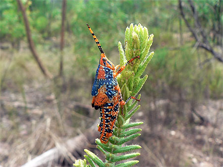 Leichhardt's grasshopper