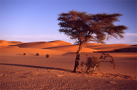 Dans les dunes