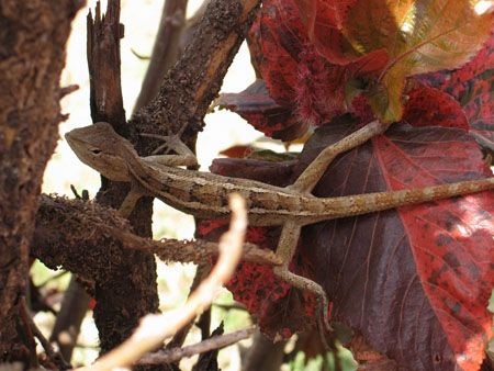 cameleon