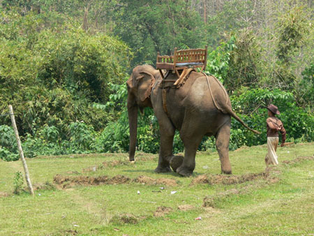 �l�phant d'asie