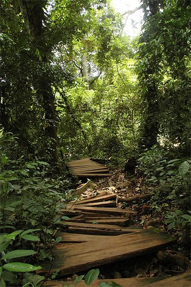 Chemin de la cascade du Mont Tonkui