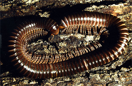 Mille-pattes