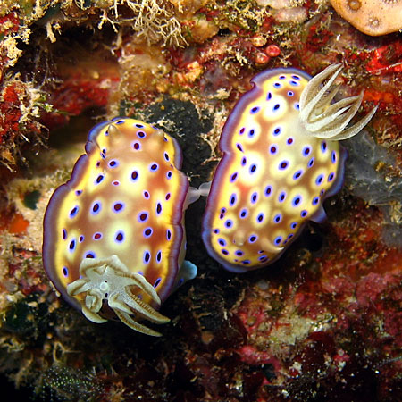 Nudibranch