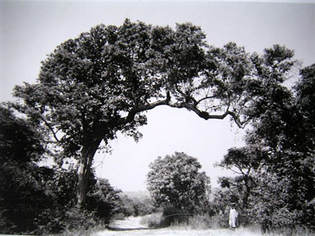 Arbre 