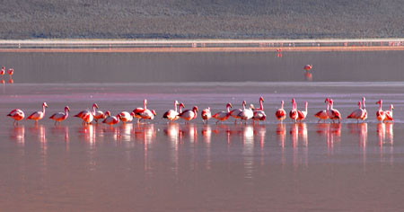 flamants sur la lagune