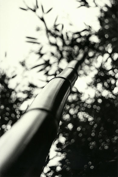 Bamboo