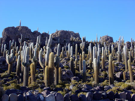 isla delos pescadores