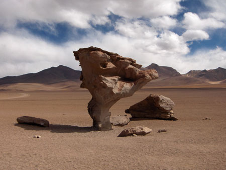 el arbol de piedra