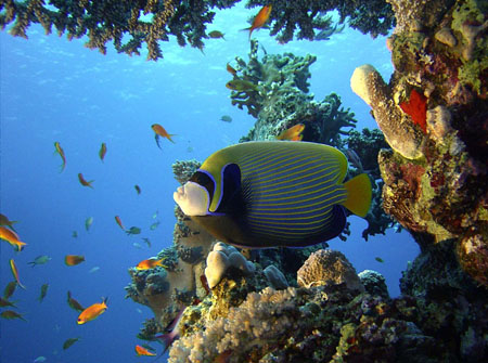 Poisson Ange Empereur