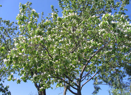 Le printemps