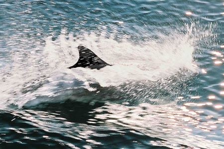 Les dauphins de l'ile de Sein