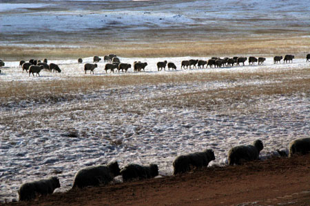 moutons du Ba�kal