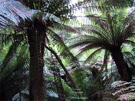 Foug�res g�antes du Jurassic