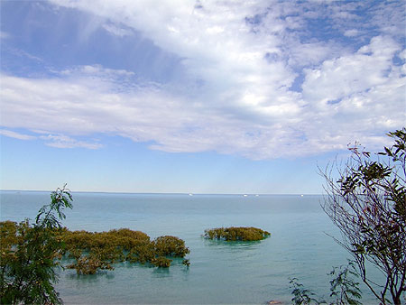 Mangrove