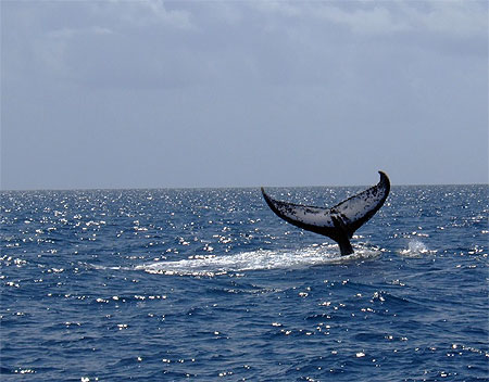 Coucou la baleine