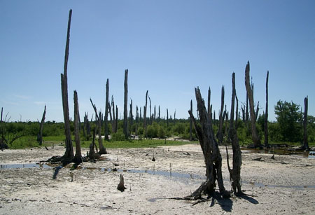 For�t d'arbres petrifi�s
