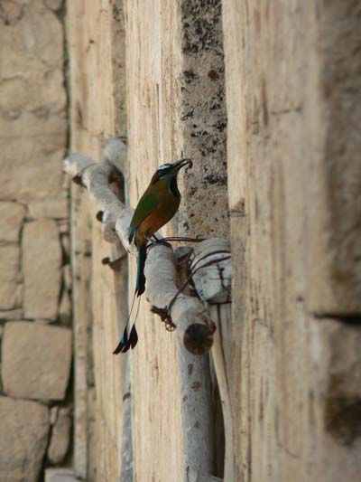 oiseau