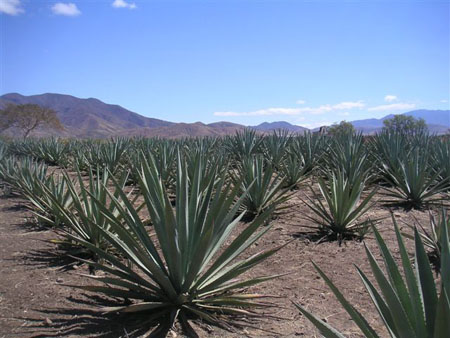 champ d'agave