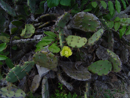 Fleur de cactus