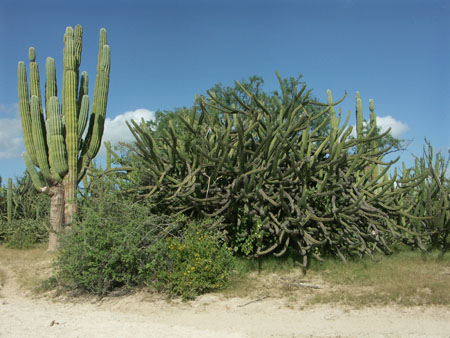 Cactus