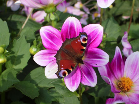 le papillon de Monet