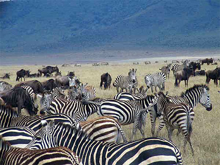 Savane et rayures
