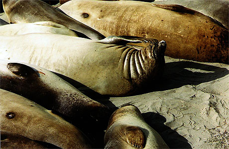 Elephant de mer