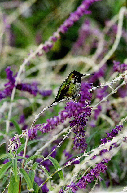 Colibri