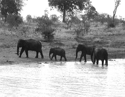 Elephants en famille