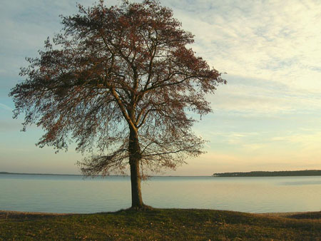 L'arbre