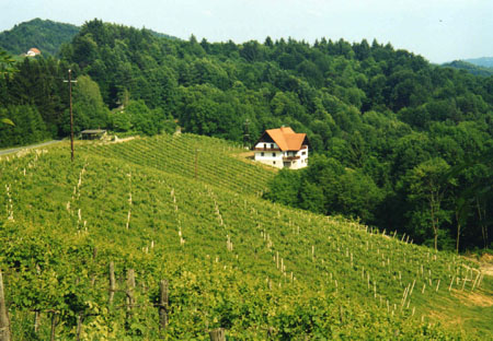 vignobles 