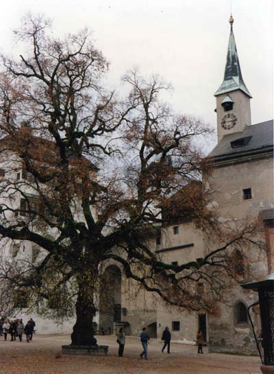 l'arbre 