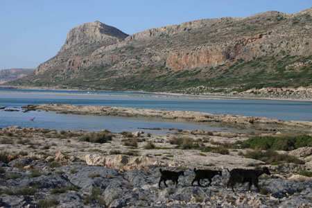 Les ch�vres de Balos