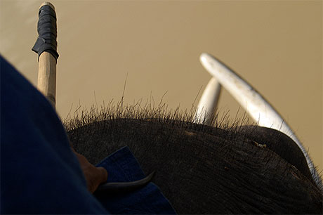 A dos d'�l�phant