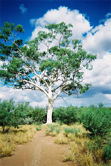 Eucalyptus fant�me